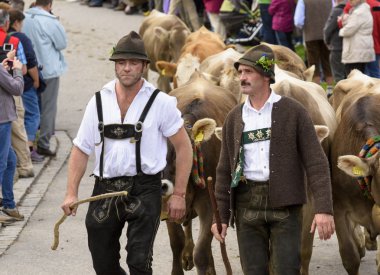 Herd of cows returns from mountain pasture to cowshed
