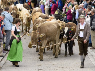 Herd of cows retuern from mountain pasture to cowshed in va
