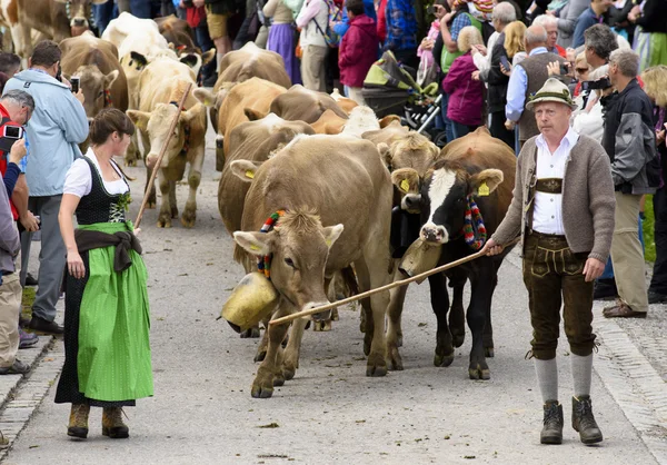 Herd ofcows retuern from mountain pasture to cowshed in valley — Stock Fotó