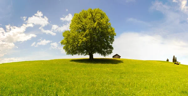 Grote beuk boom bij spring — Stockfoto