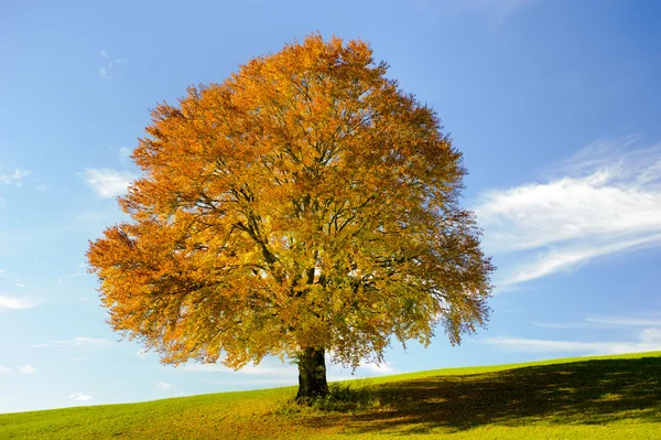 Большое буковое дерево осенью — стоковое фото