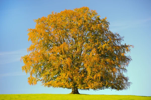 Única árvore de faia no outono — Fotografia de Stock
