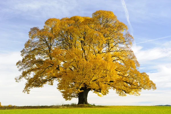 Gran árbol de tilo viejo — Foto de Stock