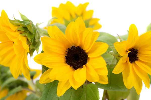 Grupo de flores do sol — Fotografia de Stock