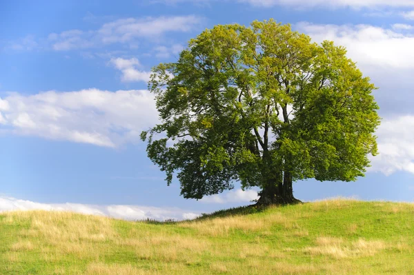 Velký starý bukový strom — Stock fotografie