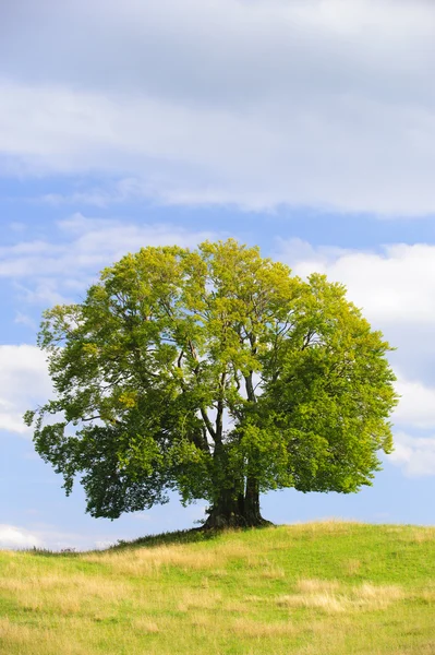 Big old beech tree Stock Image