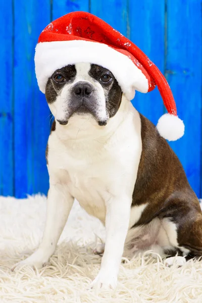 Hond met xmas GLB — Stockfoto