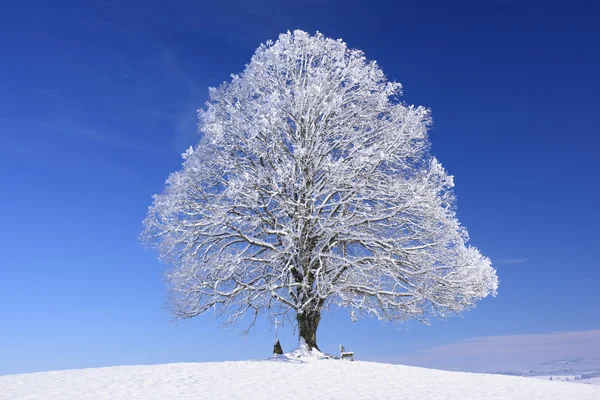 冬に、大きな古い linden 木 — ストック写真