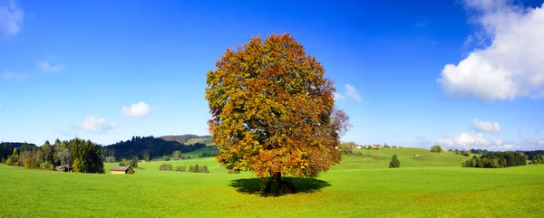 Grande única faia árvore no outono — Fotografia de Stock