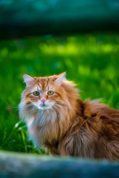 Red siberian cat on green gras — Stock Photo, Image