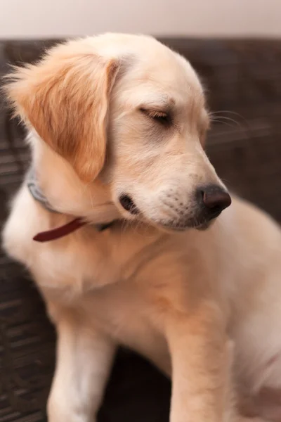 Pentu koira - kultainen eläkeläinen — kuvapankkivalokuva