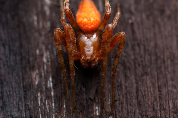 Spider - macro shot — Stock Photo, Image