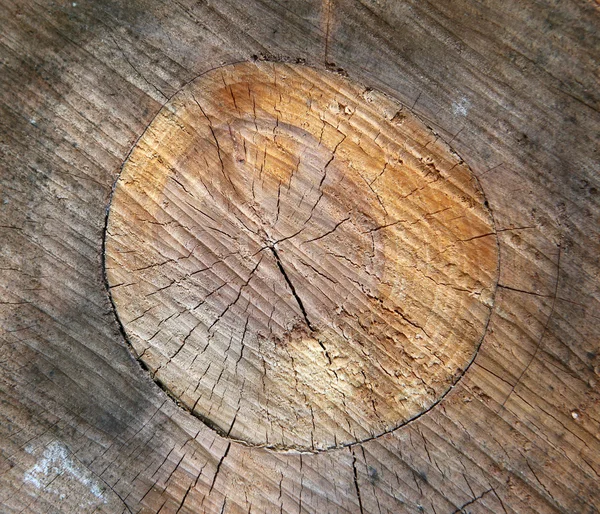 Shape of a peak's trunk — Stock Photo, Image