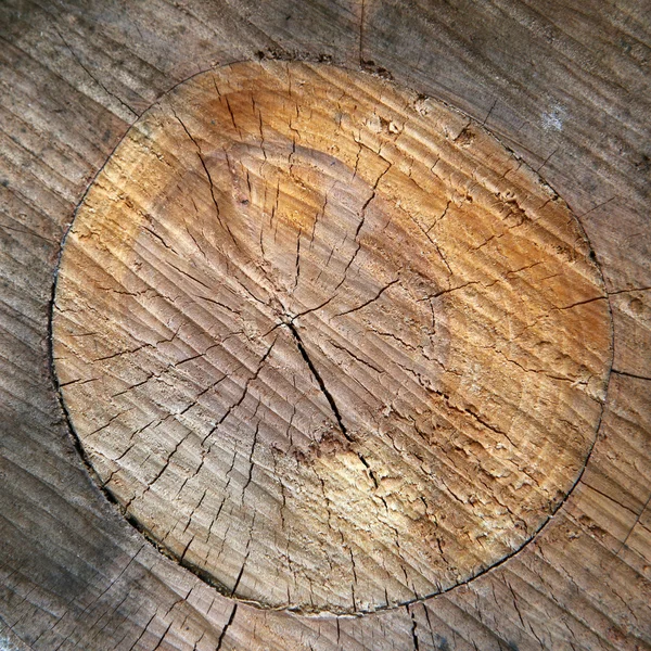 Shape of a peak's trunk — Stock Photo, Image