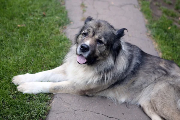 Caucasian shepherd's portrait — Stock Photo, Image