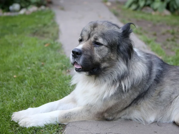 Caucasian shepherd's portrait — Stock Photo, Image