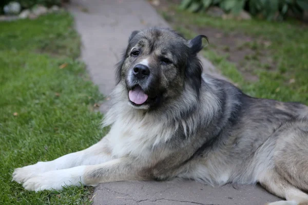 Caucasian shepherd's portrait — Stock Photo, Image