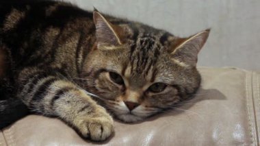 Kedi kanepede yatıyor.