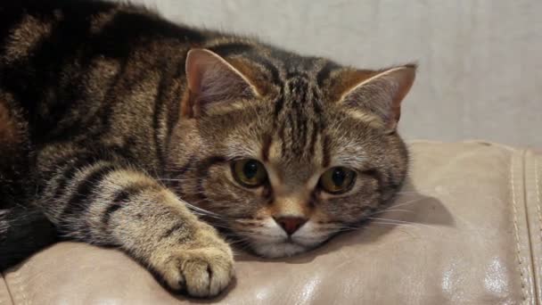 Gato acostado en el sofá — Vídeos de Stock