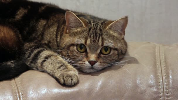 Кот, лежащий на диване — стоковое видео