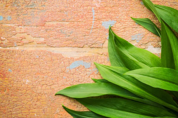 Foglie di ramson fresche . — Foto Stock