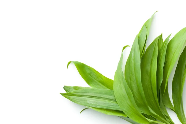 Frische Ramsons Blätter. — Stockfoto