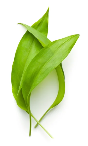 Folhas de ramsons frescas . — Fotografia de Stock