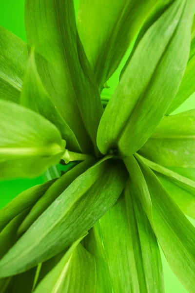 Foglie di ramson fresche . — Foto Stock