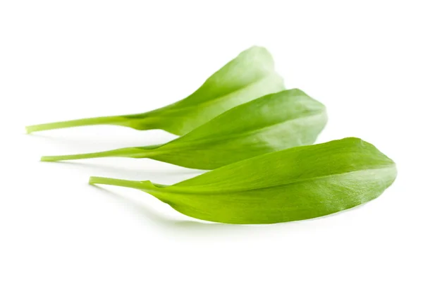 Ramsons segar daun . — Stok Foto