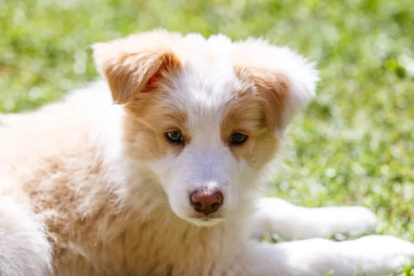 Border szczeniak Collie — Zdjęcie stockowe