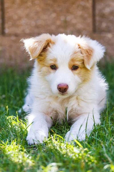 Border Collie kiskutya — Stock Fotó