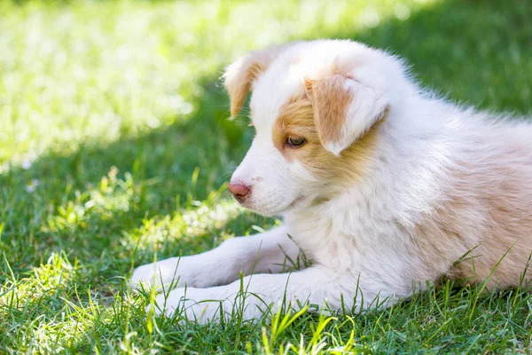 Border Collie puppy — Stock Photo, Image