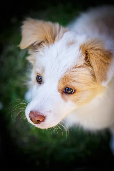 Frontera Collie cachorro — Foto de Stock