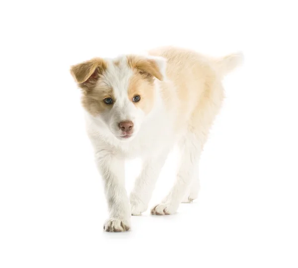 Border Collie puppy — Stock Photo, Image