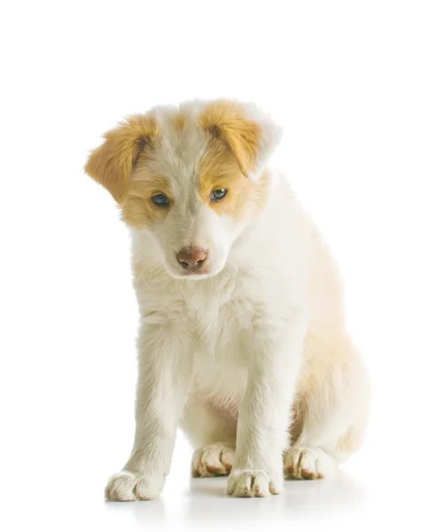 Frontera Collie cachorro — Foto de Stock