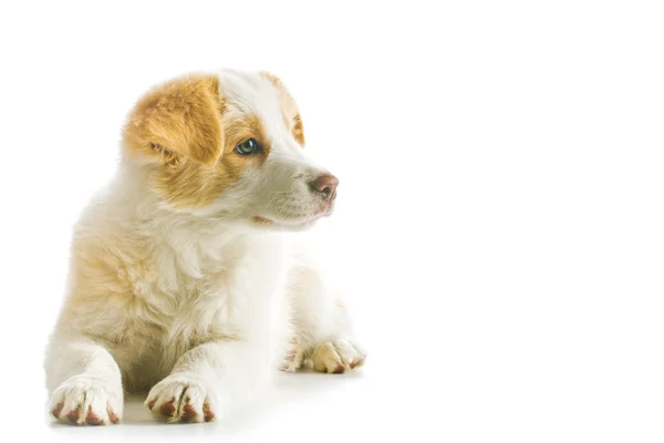 Frontera Collie cachorro — Foto de Stock