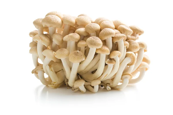 Коричневий shimeji гриби — стокове фото