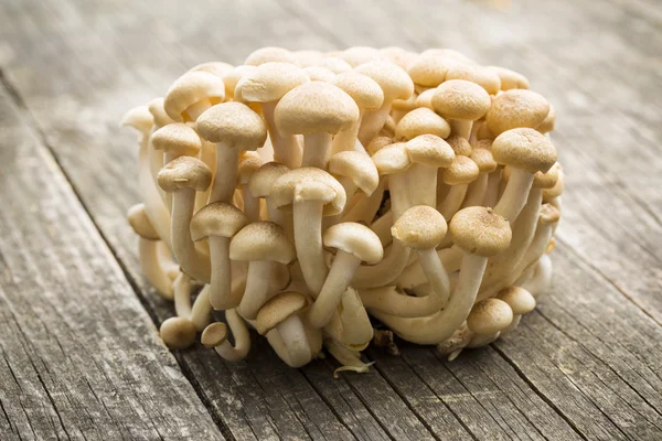 Brown shimeji mushrooms — Stock Photo, Image