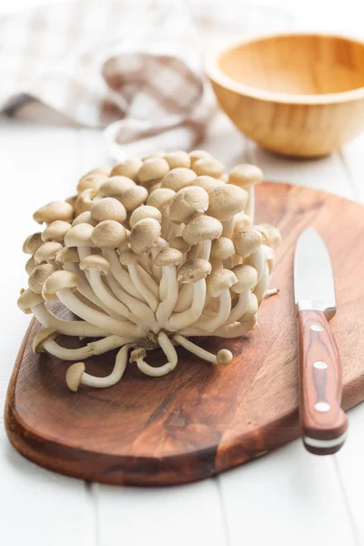 Brown shimeji mushrooms — Stock Photo, Image