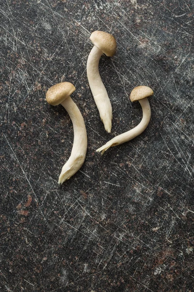 갈색 봄철 버섯 — 스톡 사진