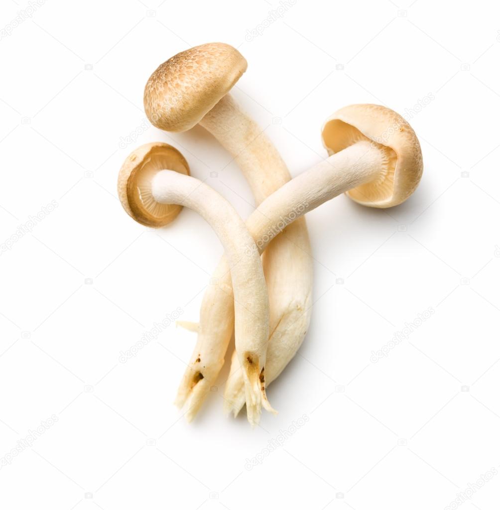 Brown shimeji mushrooms — Stock Photo © jirkaejc 114997620