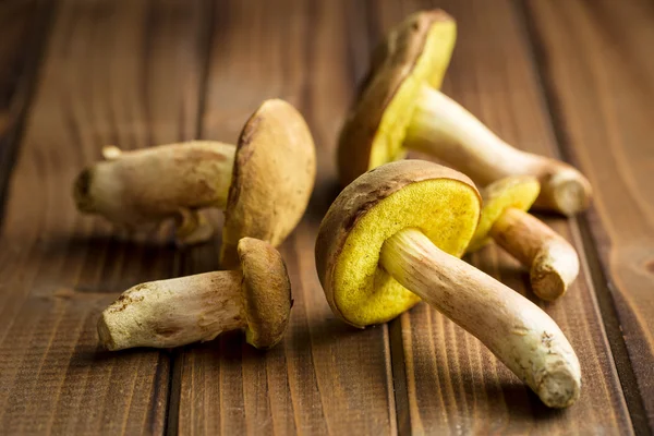 Fresh woodland fungi with boletus mushrooms. — Stock Photo, Image