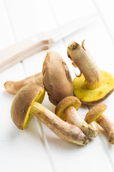 Verse bos schimmels met bronskleurig champignons. — Stockfoto