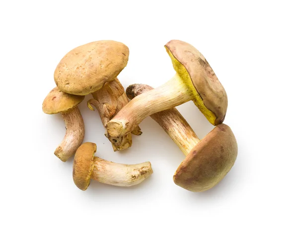 Fresh woodland fungi with boletus mushrooms. — Stock Photo, Image