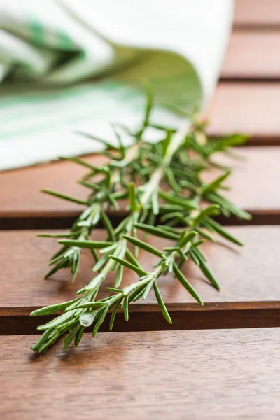 Branch of green rosemary. — Stock Photo, Image