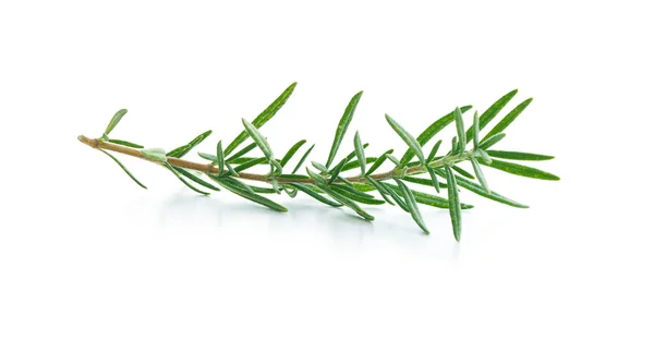 The rosemary branch. — Stock Photo, Image