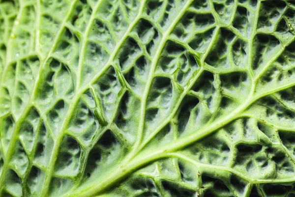 Деталь Зеленого Савойского Листья Капусты — стоковое фото
