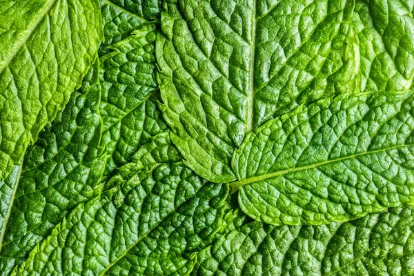 Green Mint Leaves Top View — 스톡 사진