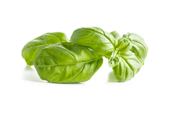 Fresh Green Basil Leaves Isolated White Background — Stock Photo, Image