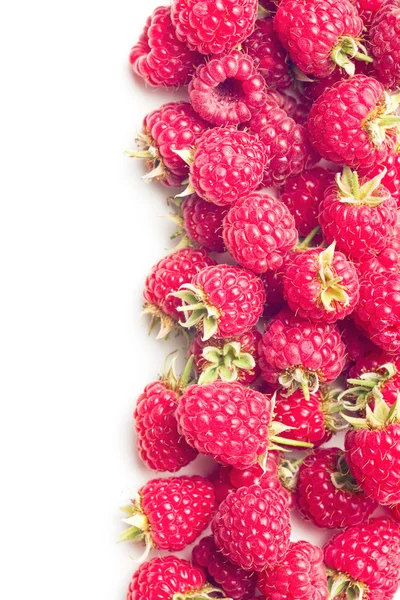 红树莓 — 图库照片